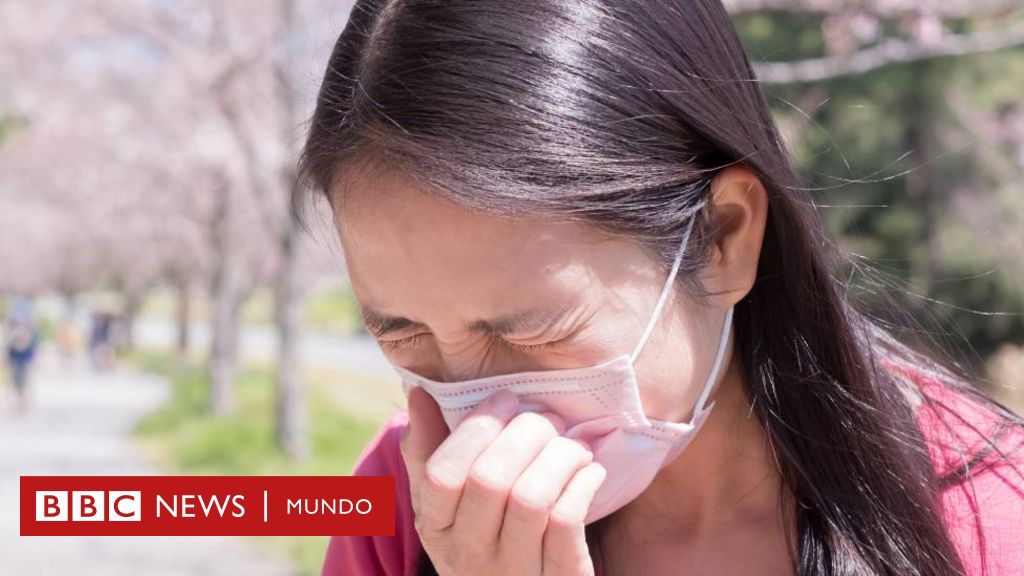 ¿Qué tiene que ver la Segunda Guerra Mundial con la crisis de alergia en Japón que empeora cada vez más?