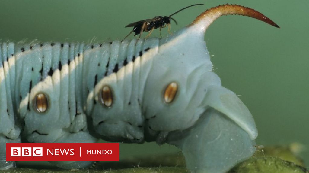 Escena de batalla de bichos fotografías e imágenes de alta