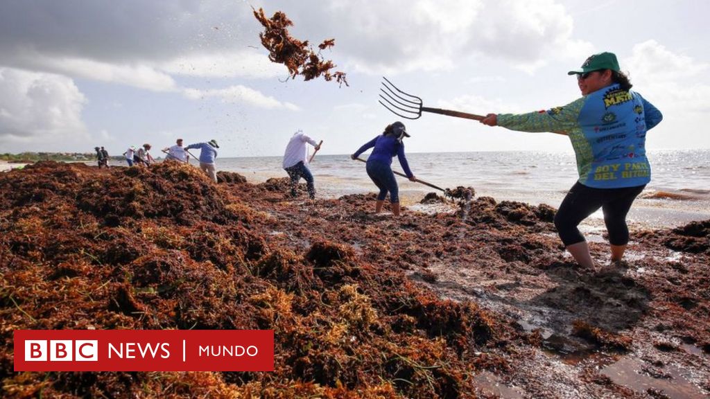 Nearly 9,000 km of algae are advancing toward the Caribbean and Florida.