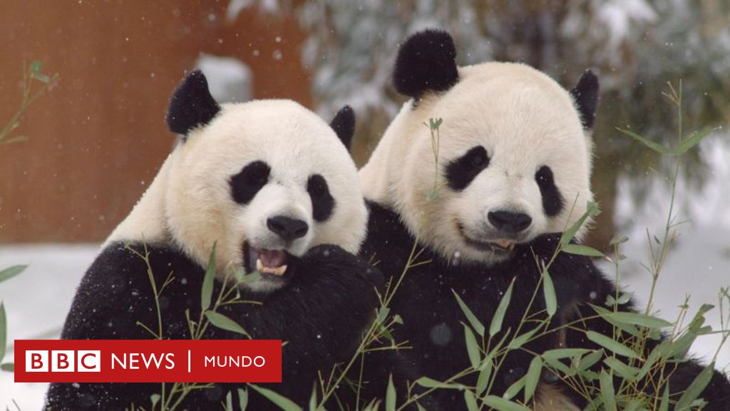 ¿El fin de la diplomacia de los pandas?: por qué China les está pidiendo a varios países que devuelvan sus icónicos osos