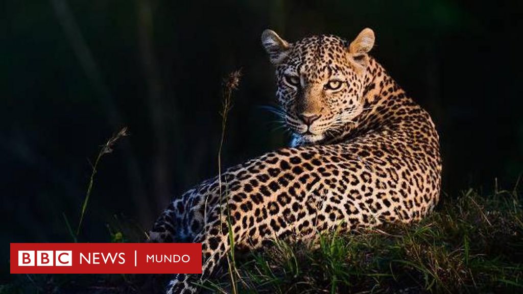 La curiosa relación entre las manchas de los leopardos y el genio de Alan Turing en la resolución de enigmas