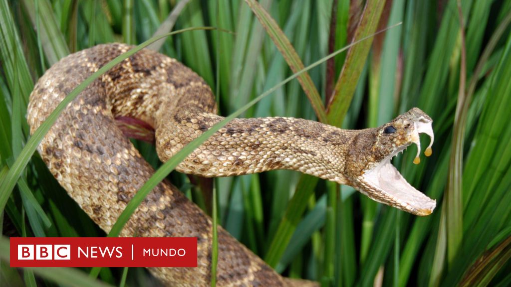El hombre que desafía a las serpientes: su sangre como antídoto revolucionario