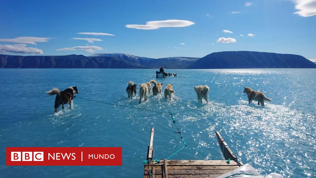 "El hielo se derritió bajo nuestros pies": la dramática imagen de perros siberianos corriendo sobre el agua que revela el rápido deshielo de Groenlandia