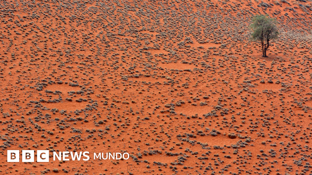 El nuevo atlas de los "círculos de hadas", las formaciones en zonas áridas cuyo origen es un enigma para los científicos