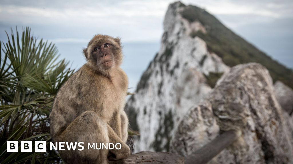 La sorprendente razón por la que los monos de Gibraltar comen tierra