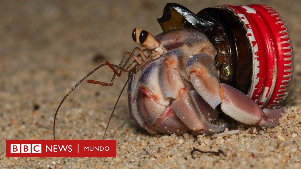 The hermit crab that uses our plastic waste as armor