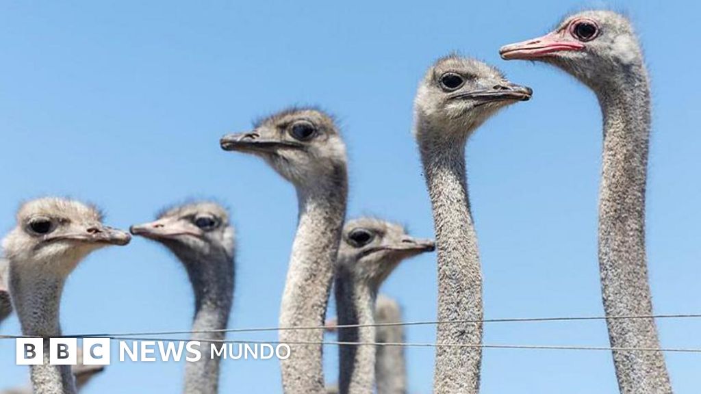 Sacrificio de 300 avestruces en Canadá: un conflicto que trascendió fronteras y puso en jaque la gestión pública