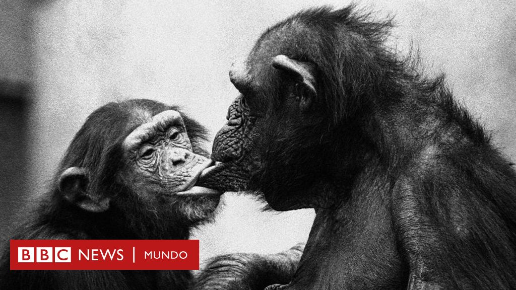 bonobo vs humano