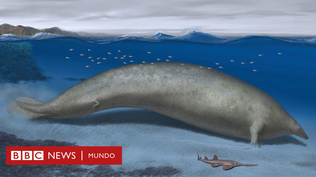 Perucetus colossus, el fósil hallado en Perú que compite con la ballena azul como el animal más pesado de la historia