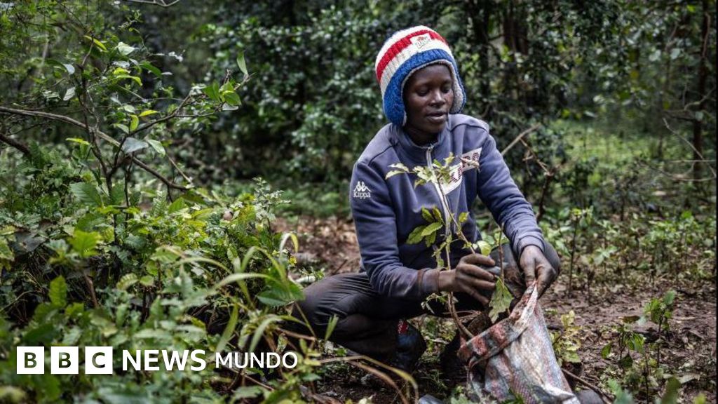 El país que declaró un feriado nacional para plantar 100 millones de árboles