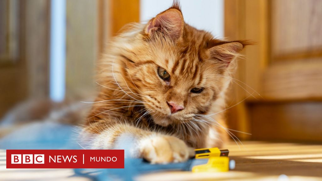 Científicos resuelven el enigma sobre el origen del color de los gatos naranjas