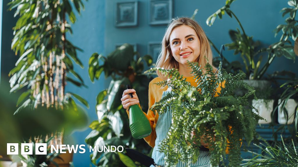 Qué tan efectivas son las plantas para purificar el aire de tu casa
