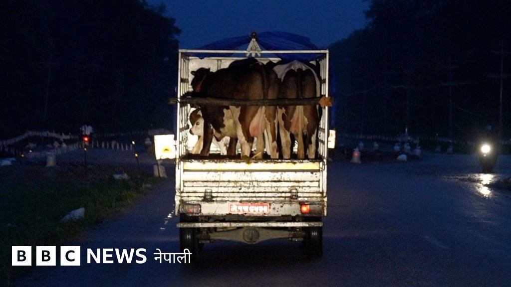 गाई-गोरु तस्करी: ‘मान्छे बेचिँदा रहेछन्, गाईको के चिन्ता?’