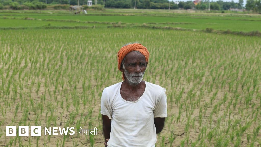 नेपाल मनसुन २०८२: केही ठाउँमा वर्षा हुँदै, मधेश सुक्खा हुँदा धान उत्पादन लक्ष्य धरमरायो