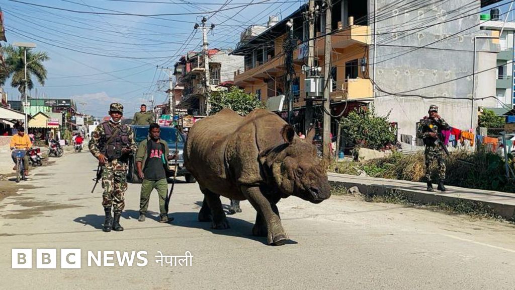 एकसिङ्गे गैँडा : मान्छेसँग हुर्किएका टुहुरा केटाकेटी वयस्क भएपछि कहाँ जान्छन्?