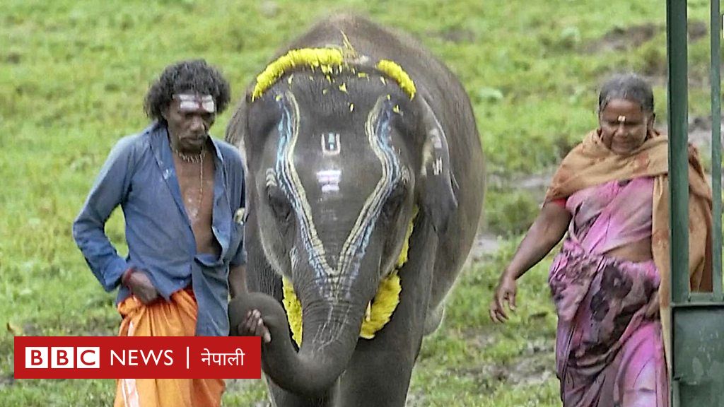 दि एलिफन्ट विस्परर्सः मान्छे र टुहुरा छावाबीच टुसाएको आत्मीयताको कथा, ‘हाम्रा बच्चा अब हामीसँग बस्दैनन् ‘