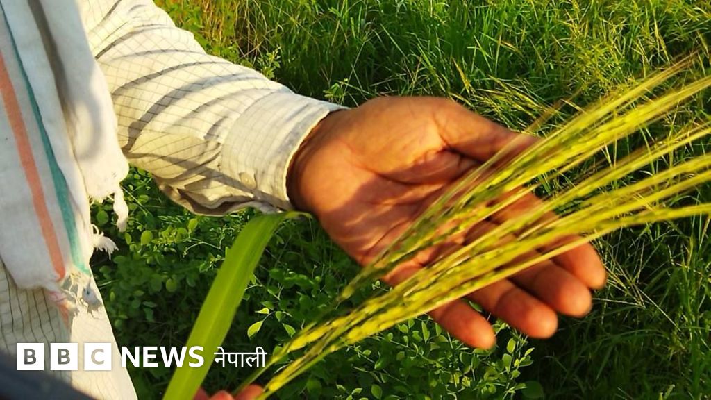 जङ्गली धान : पूर्व र मध्य नेपालमा हराउँदै, 'पश्चिमका जमिनमा अझै प्रशस्त'
