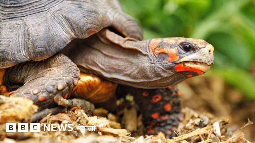 कछुवामा पनि मान्छेमा जस्तै भावना हुन्छ भन्ने वैज्ञानिकहरूको निष्कर्ष 