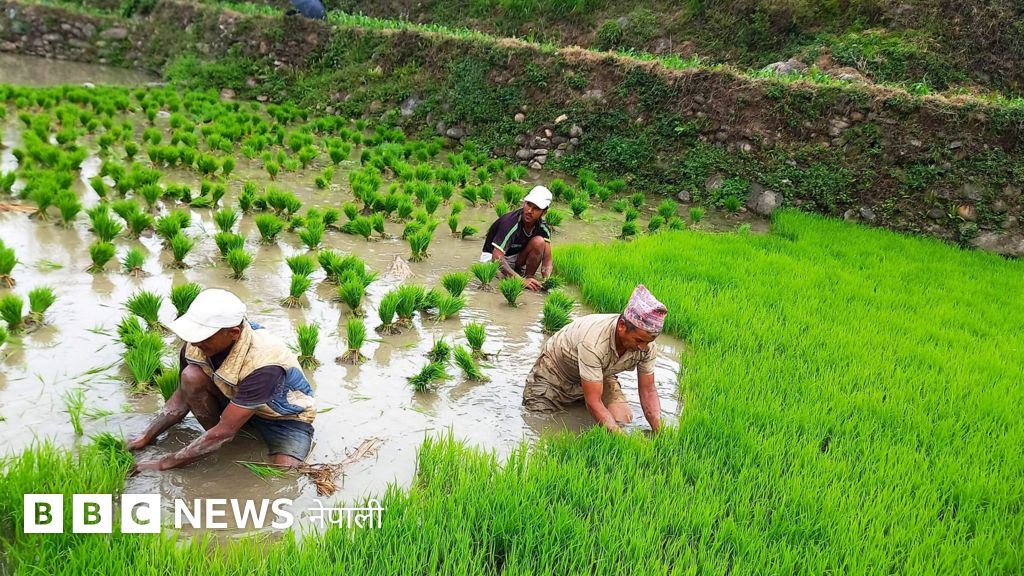 सुपर एल निन्योले नेपालमा कस्तो असर गर्ला?
#BBCNepali #Monsoon #ElNino