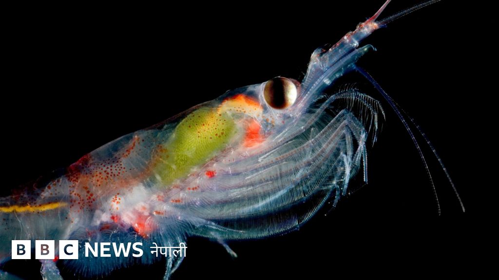 एन्टार्क्टिक क्रिल : वैज्ञानिकहरू किन अन्तरिक्षबाट यो सानो समुद्री जीव गन्दै छन्