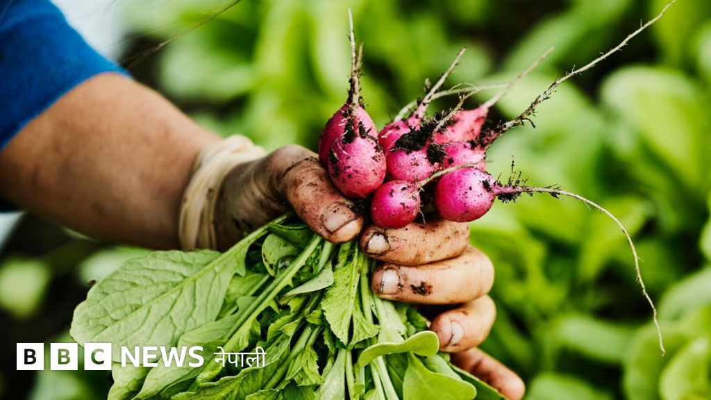 माटोको गुणस्तर : ६६ प्रतिशत माटोमा अम्लीयपन, सुधारका लागि सरकारसँग के छन् योजना?