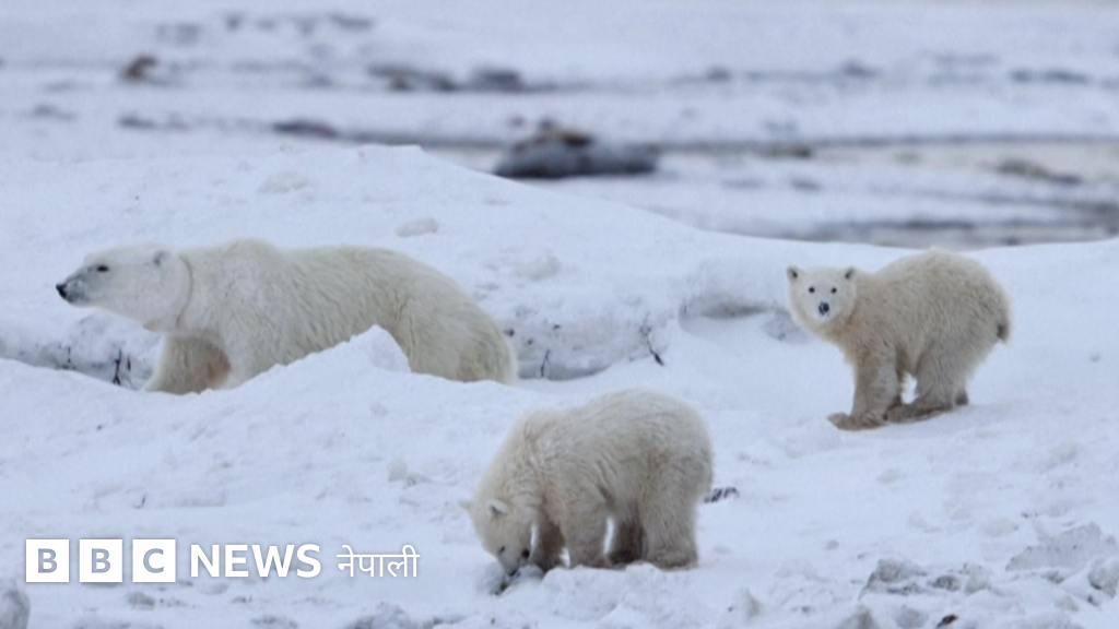 'अर्काको बच्चा हुर्काउँदै माउ': ध्रुवीय भालुमा देखियो दुर्लभ र मन छुने व्यवहार