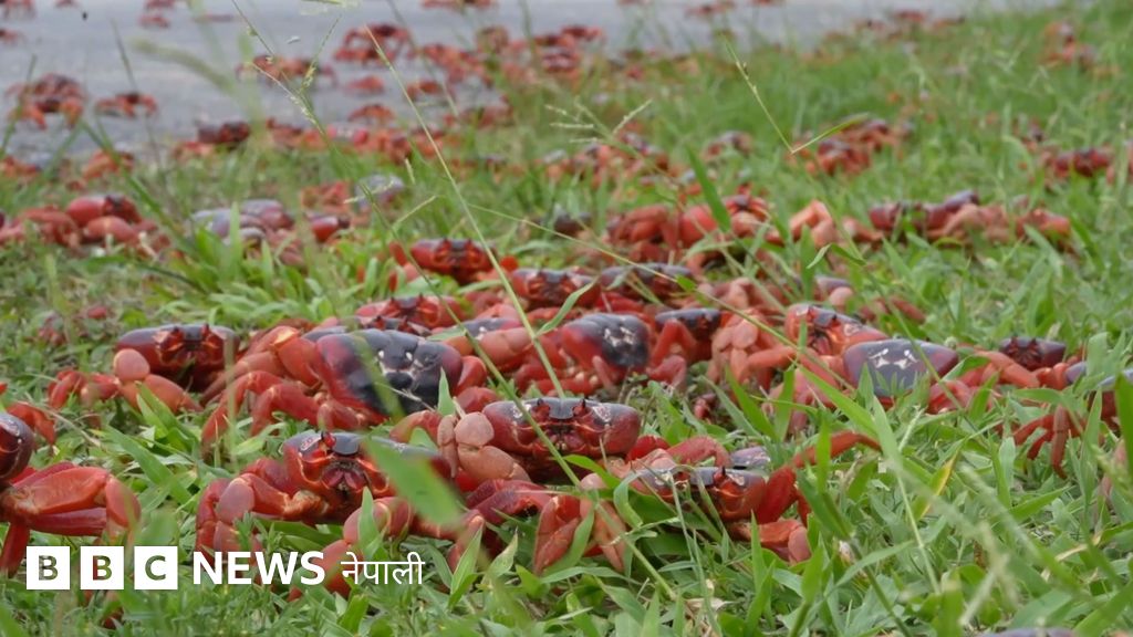 फुल पार्न हिँडेका करोडौँ गँगटाको ताँती, पूरै टापु राताम्मे