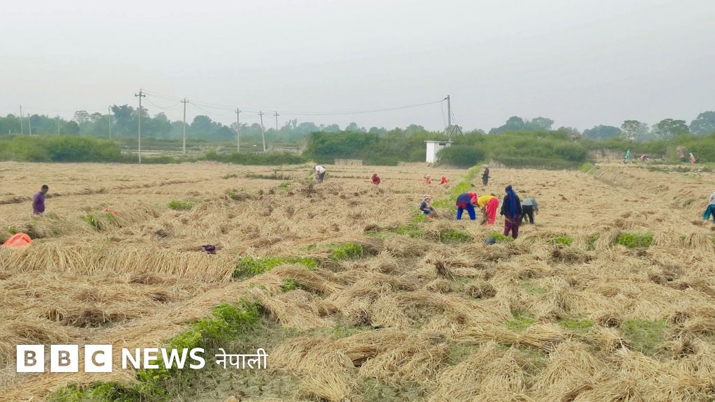धान उत्पादन : नेपालमा ५ लाख मेट्रिक टन कम उत्पादन हुने सरकारी अनुमान, के चामल महँगिएला?