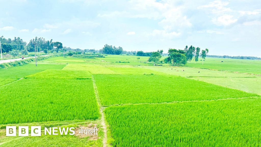 मध्यभदौसम्ममा पोहोरभन्दा करिब ४ प्रतिशत कम धानरोपाईँ, सुख्खा बेहोरेको देशका दक्षिणी भेगका किसान अझै 'चिन्तामा'