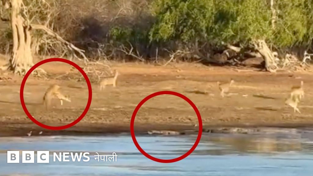 चितुवाले सिकार गर्न लागेको मृग गोहीले खोस्न खोजेपछि जे भयो