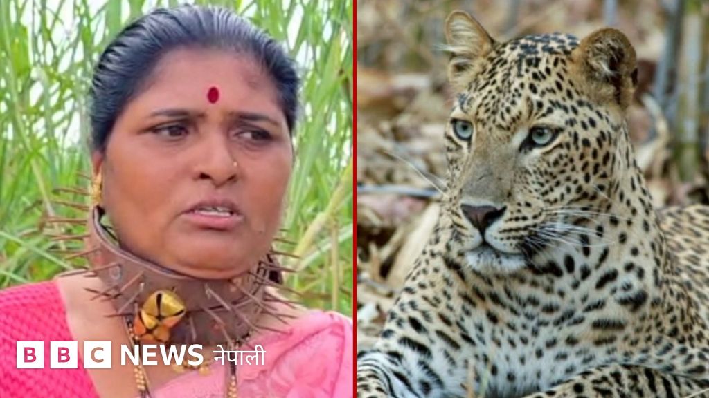 चितुवाको आक्रमणबाट जोगिन घाँटीमा फलामे काँडा भएको पट्टी