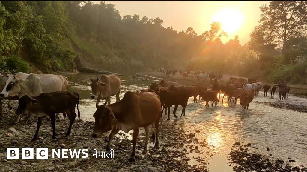 गाई-गोरु संरक्षणमा अदालती फैसला: ‘गोरक्षा राष्ट्रिय दायित्व, विदेश निर्यात रोक्नू’