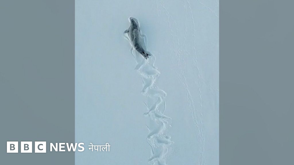 एन्टार्क्टिका : हिउँमा घस्रिँदै र लडीबुडी खेल्दै नागबेली डोब, 'सील' को रोचक भिडिओ