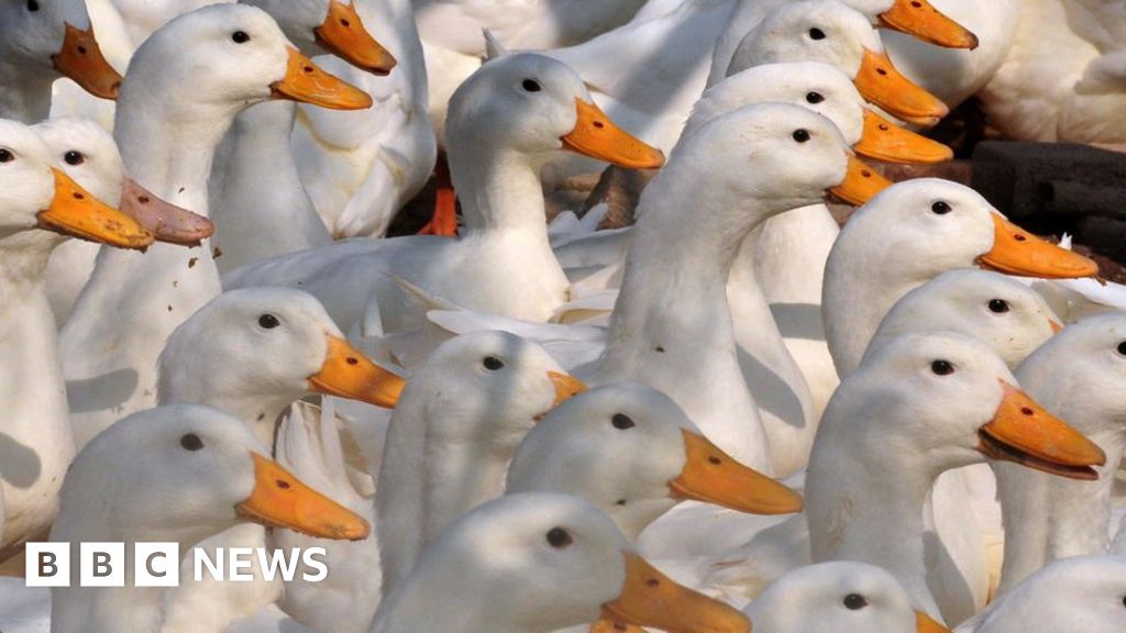 Aughnacloy: 27,000 ducks to be culled over suspected bird flu - BBC News