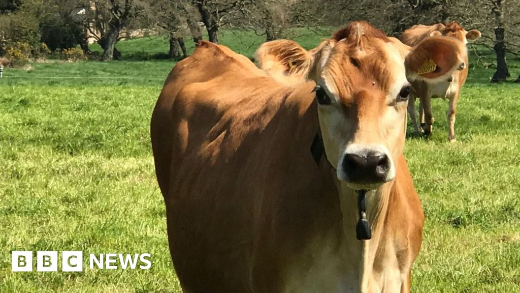 Jersey cow help for Rwanda farmers - BBC News