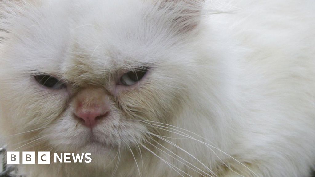 Fur flies over New Zealand cat ban BBC News