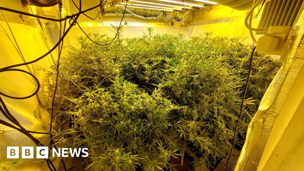 Police find 332 cannabis plants in Great Yarmouth raid
