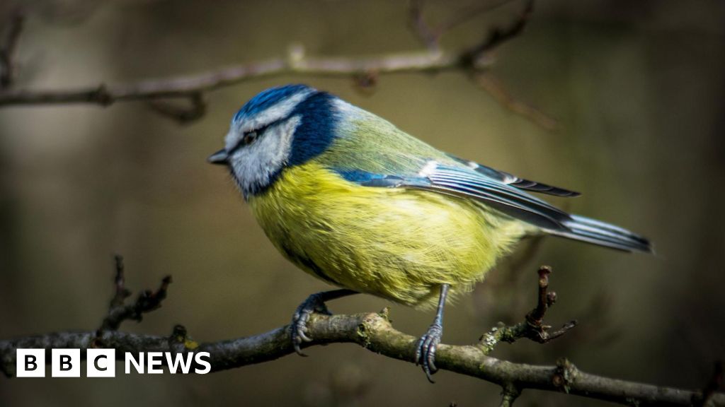 The most spotted birds in your local area - and how to help them