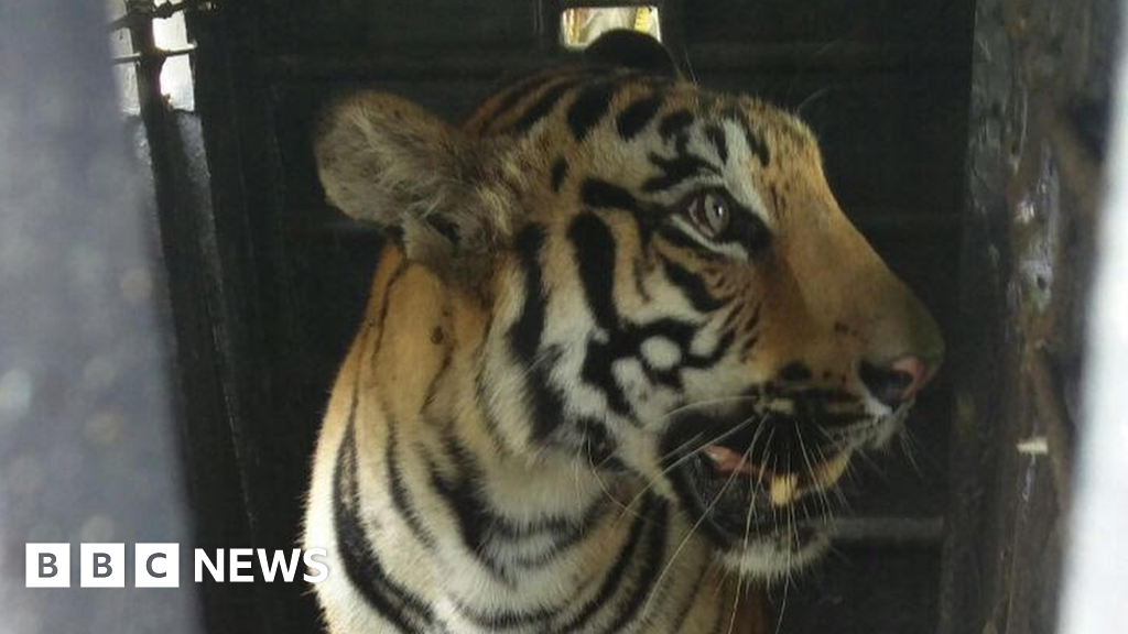 Man-eating Indian tiger faces 'shoot-to-kill' order - BBC News