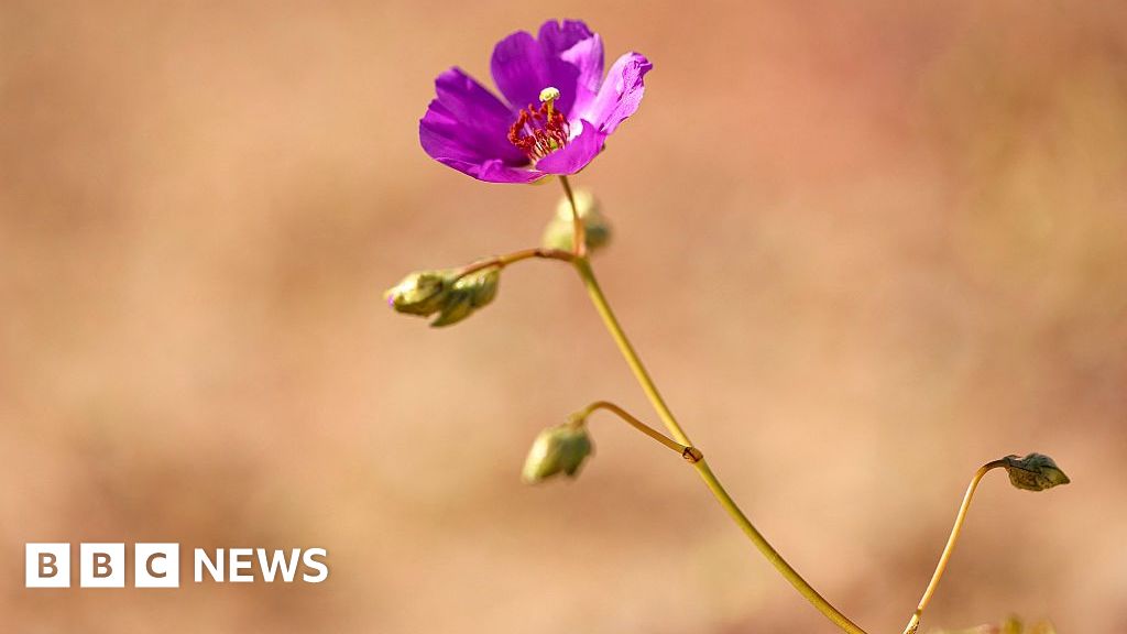 Rare wildflowers blanket Atacama desert