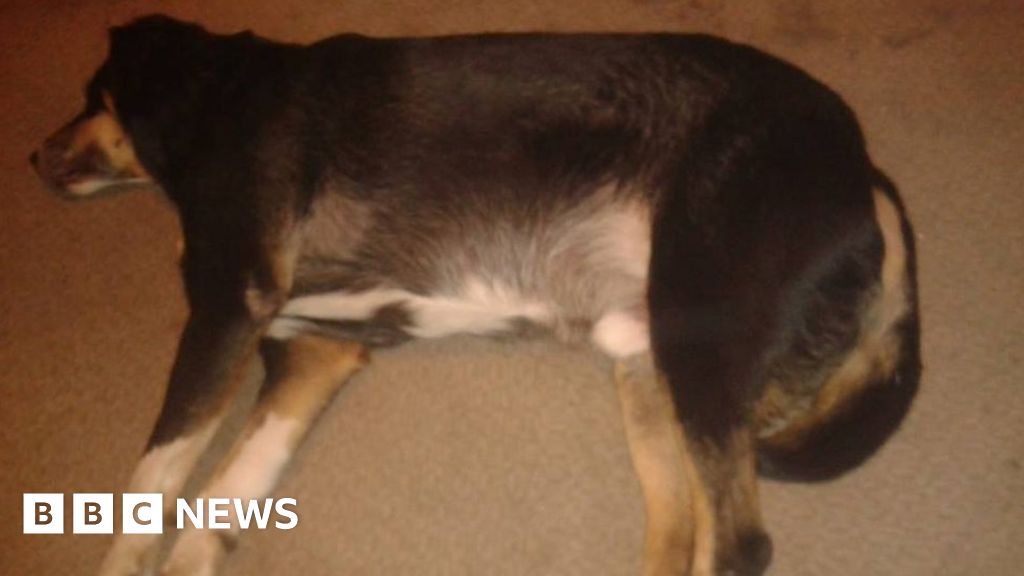 Owner's grief after burglar kills dog in Wolverhampton