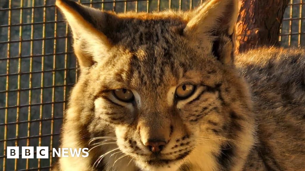 Lynx dibuang di Cairngorms mencari rumah baru