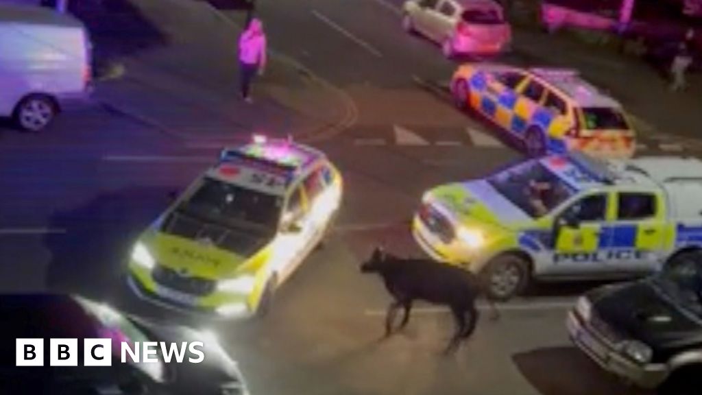 Watch: Cow hit by police car gets to its feet