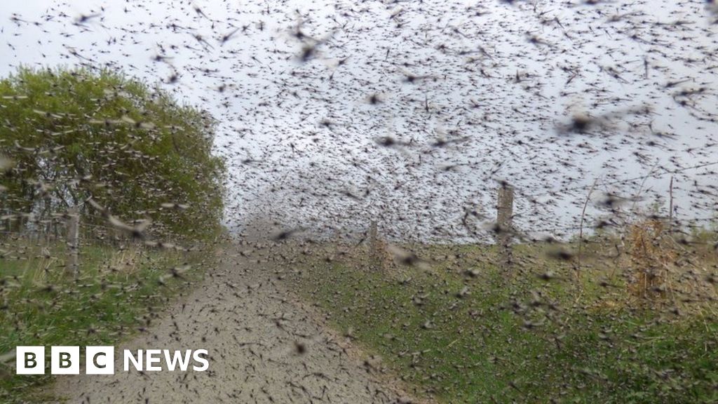 Experts rush to huge midge swarm at Loch Leven BBC News
