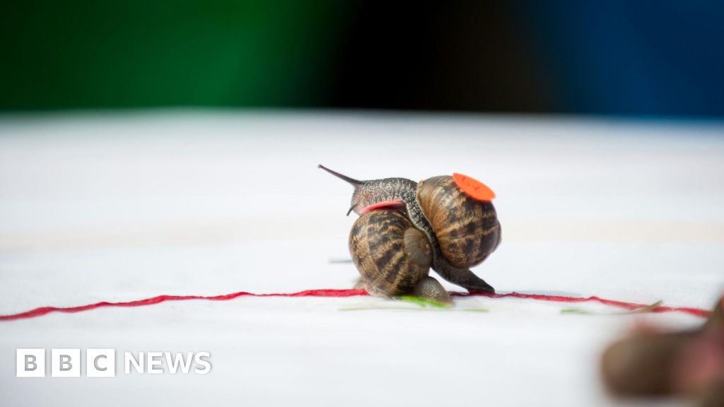 World Snail Racing Championships take place in Congham
