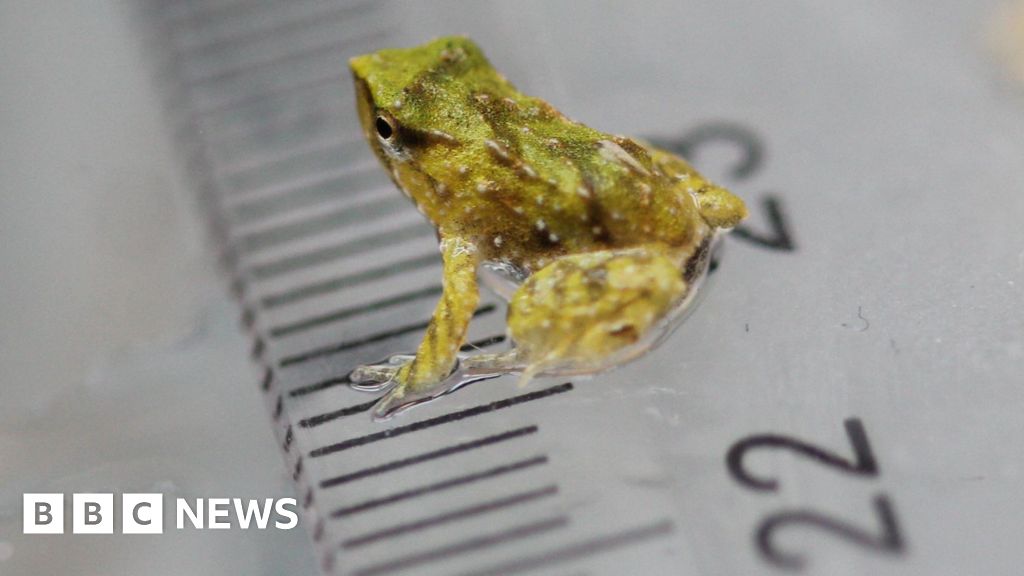 Ayah katak yang terancam punah ‘melahirkan’ setelah perjalanan 7.000 mil