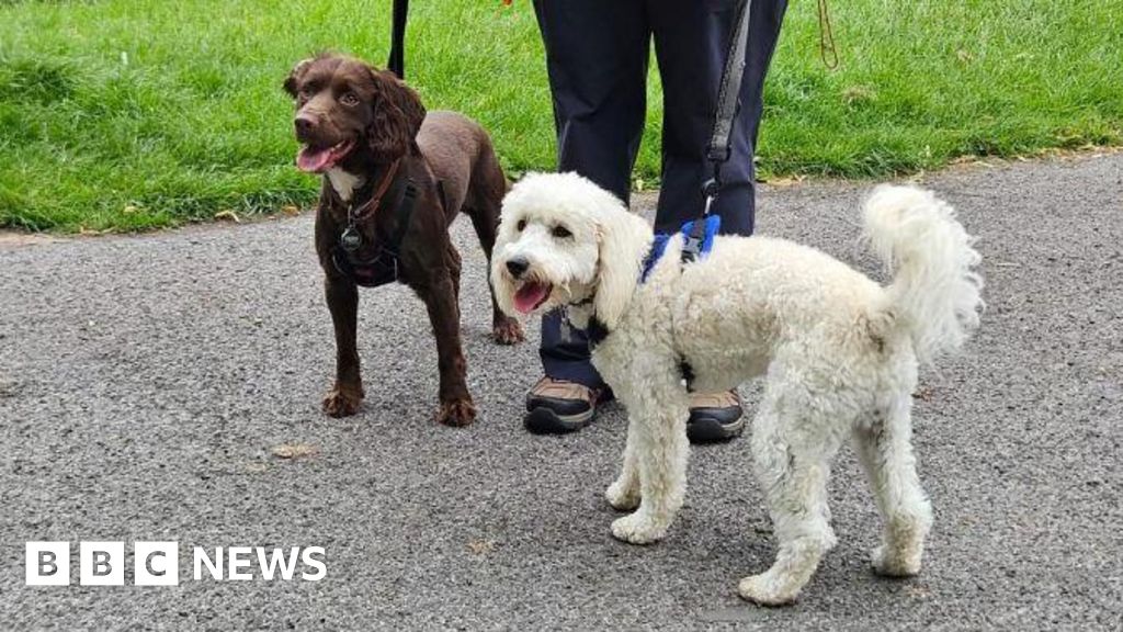 Wolverhampton dog walker gives dog owners tips to help their pets