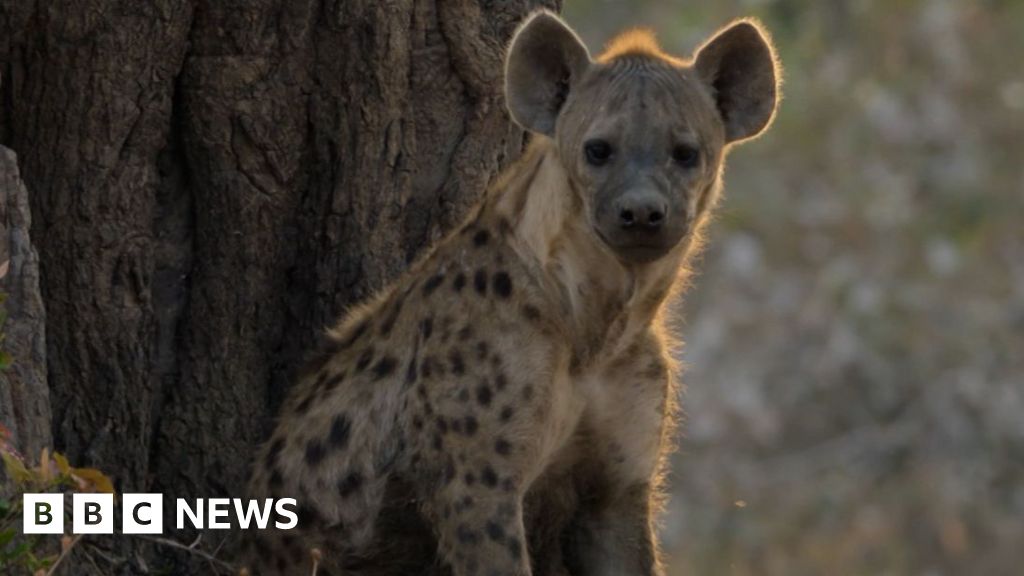 New Attenborough doc captures lion saving pregnant hyena from wild dogs