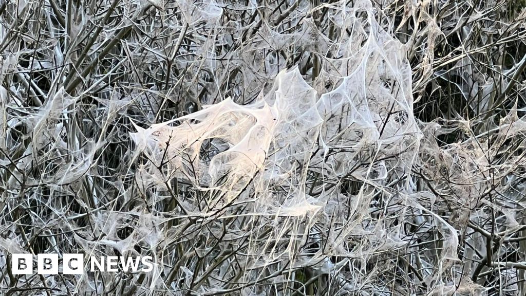 Caterpillars make winter wonderland-style spectacle