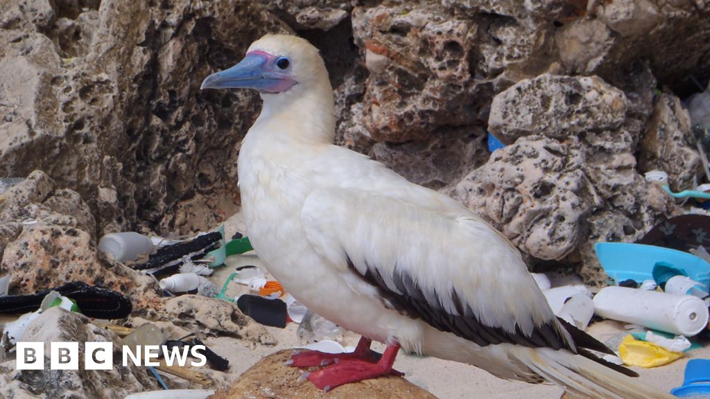 Seabirds 'blighted by plastic waste' BBC News